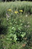 Inula helenium