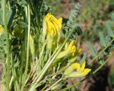 Astragalus henningii