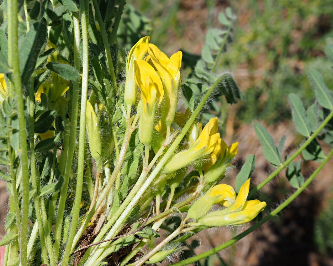 Image of Astragalus henningii specimen.