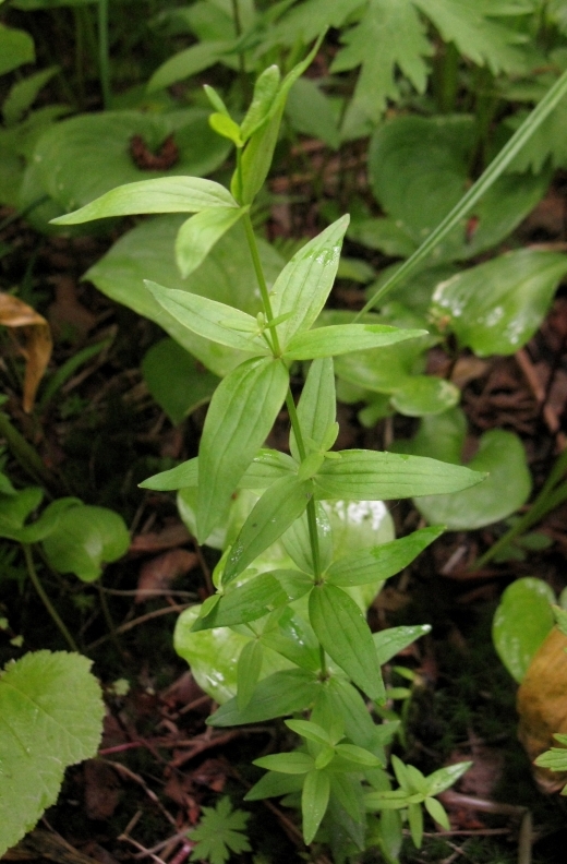 Изображение особи Galium boreale.