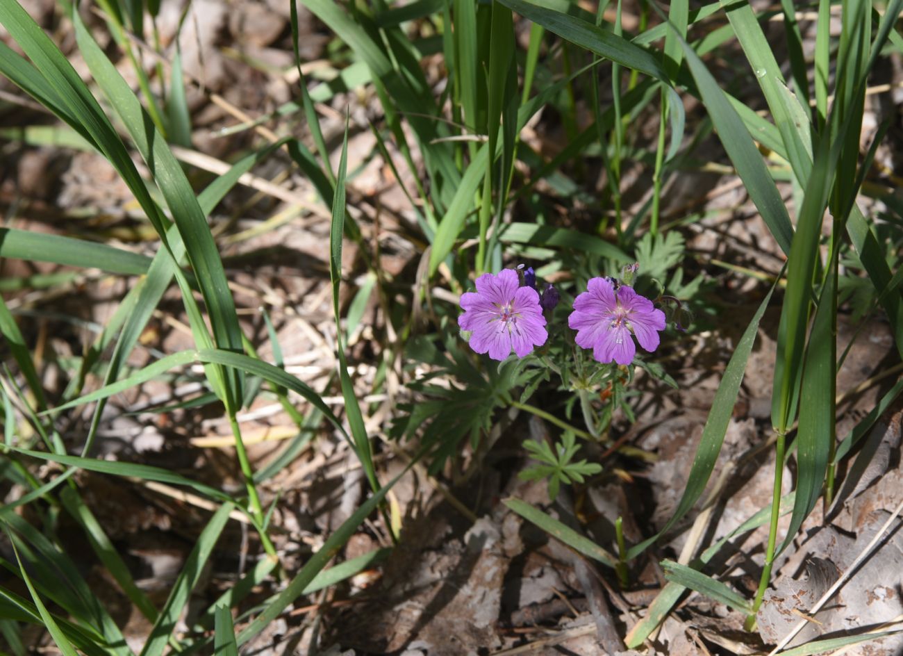 Image of genus Geranium specimen.