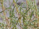 Arthrophytum balchaschense. Часть веточек. Казахстан, Жетысуская обл., Панфиловский р-н, отроги Джунгарского Алатау, горы Долонтау, пестроцветы. 20 сентября 2025 г.