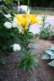 Смотреть изображение семейство Liliaceae
