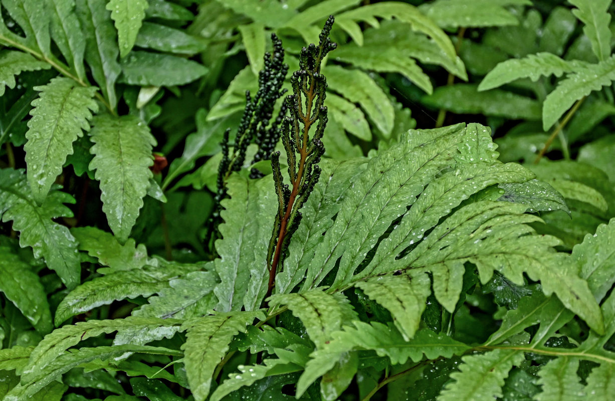 Изображение особи Onoclea sensibilis.