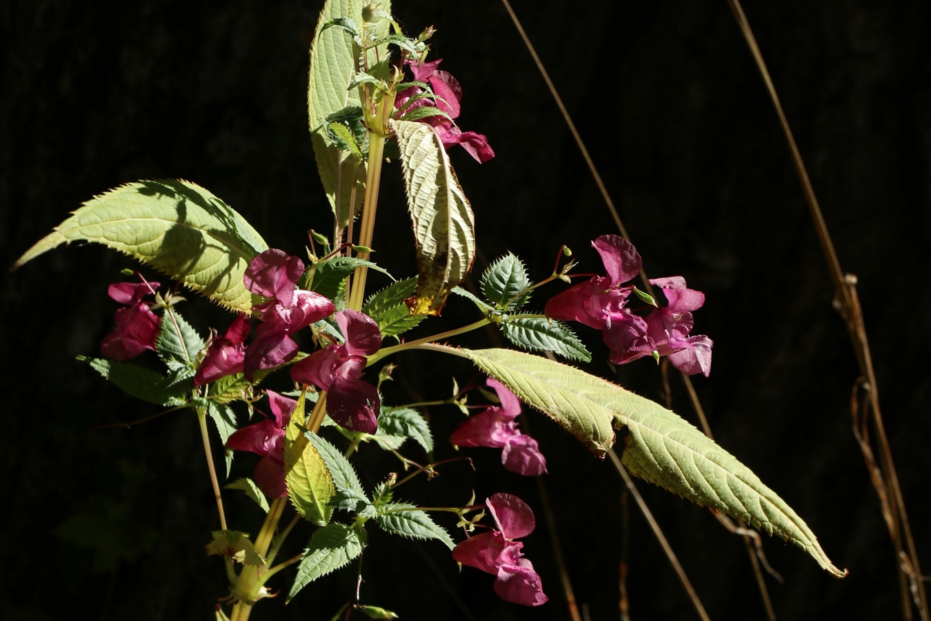 Изображение особи Impatiens glandulifera.