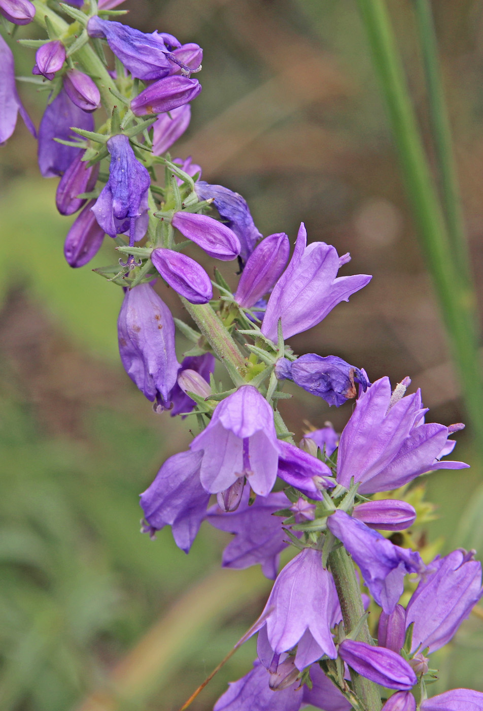 Изображение особи Campanula bononiensis.