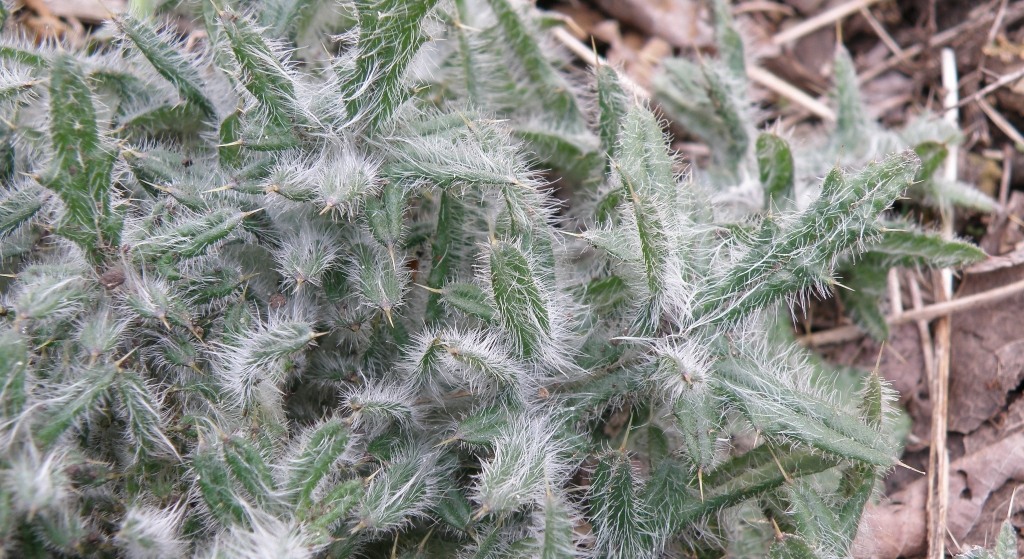 Изображение особи Cirsium vulgare.