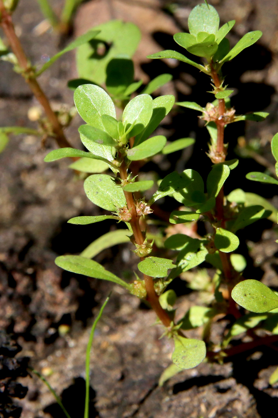 Изображение особи Peplis portula.