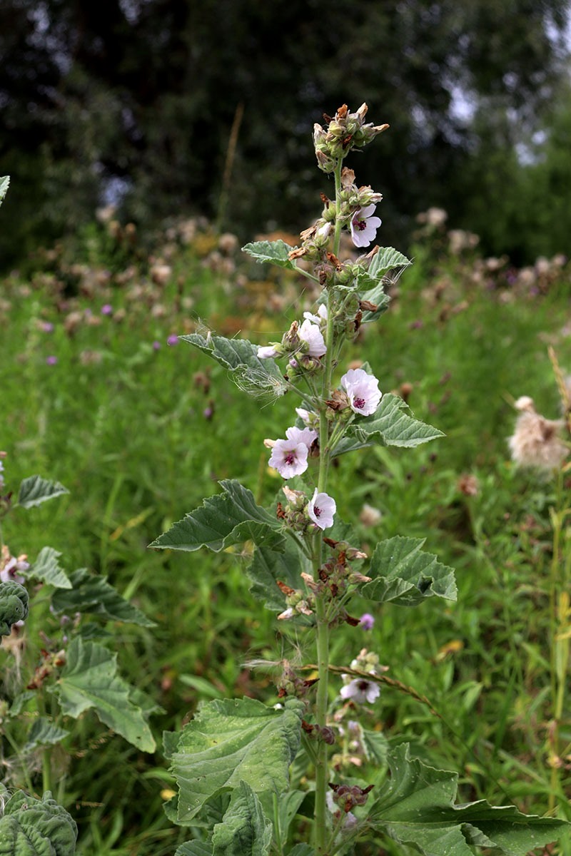 Изображение особи Althaea officinalis.