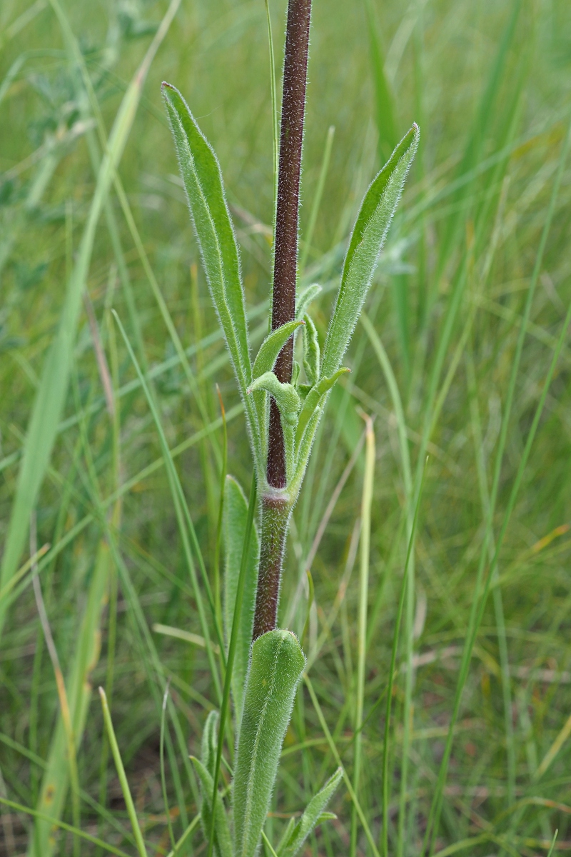 Image of Silene chersonensis specimen.