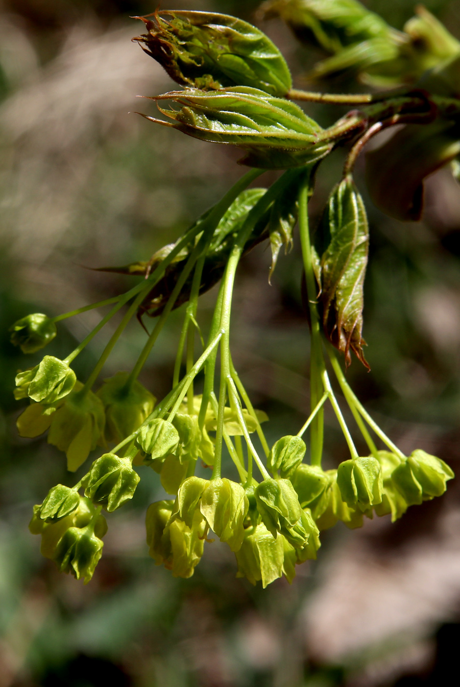 Изображение особи Acer platanoides.