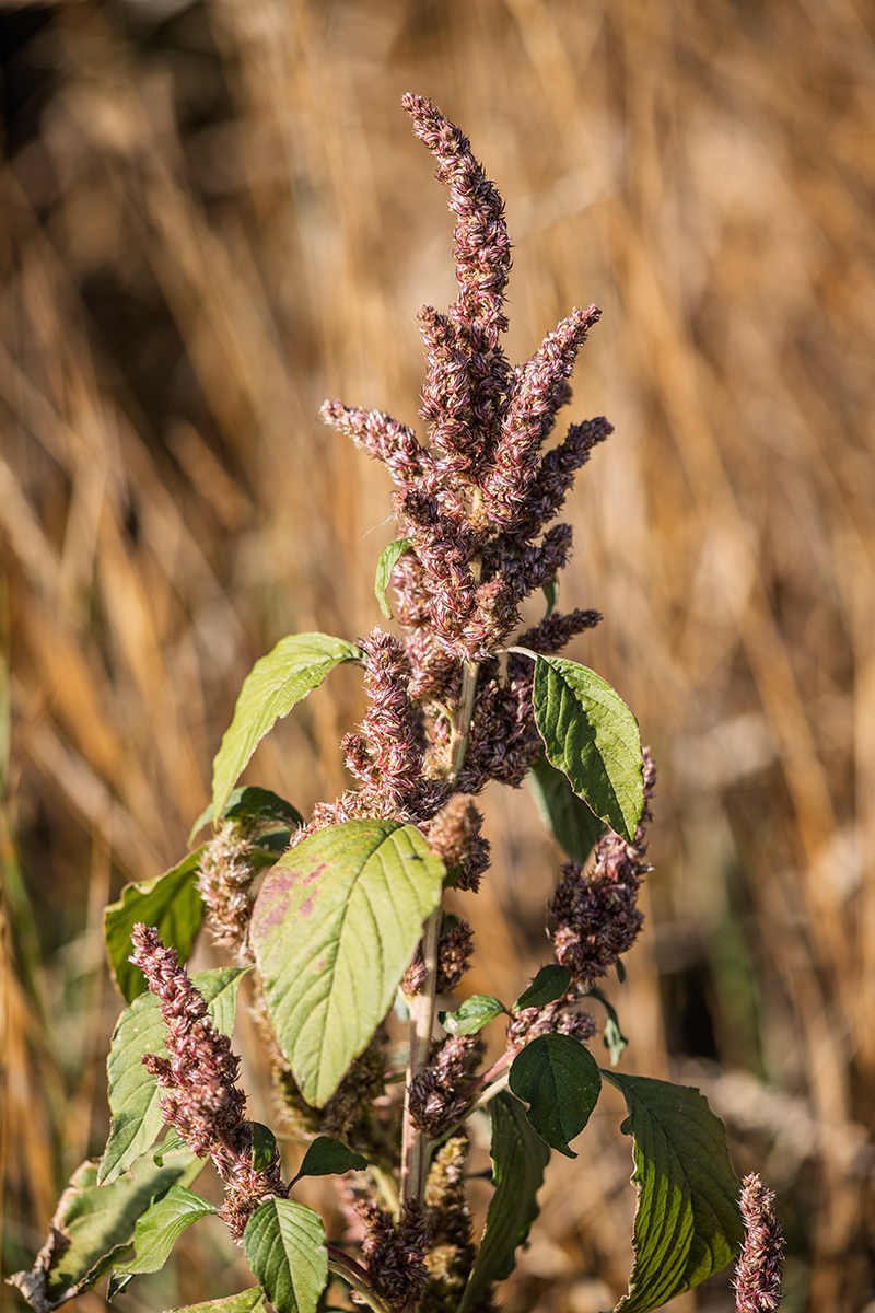 Изображение особи Amaranthus retroflexus.