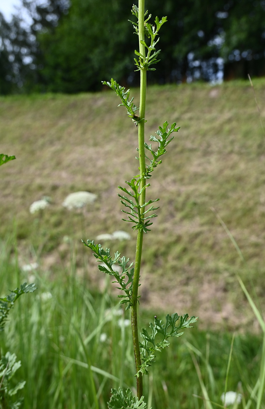 Image of genus Senecio specimen.