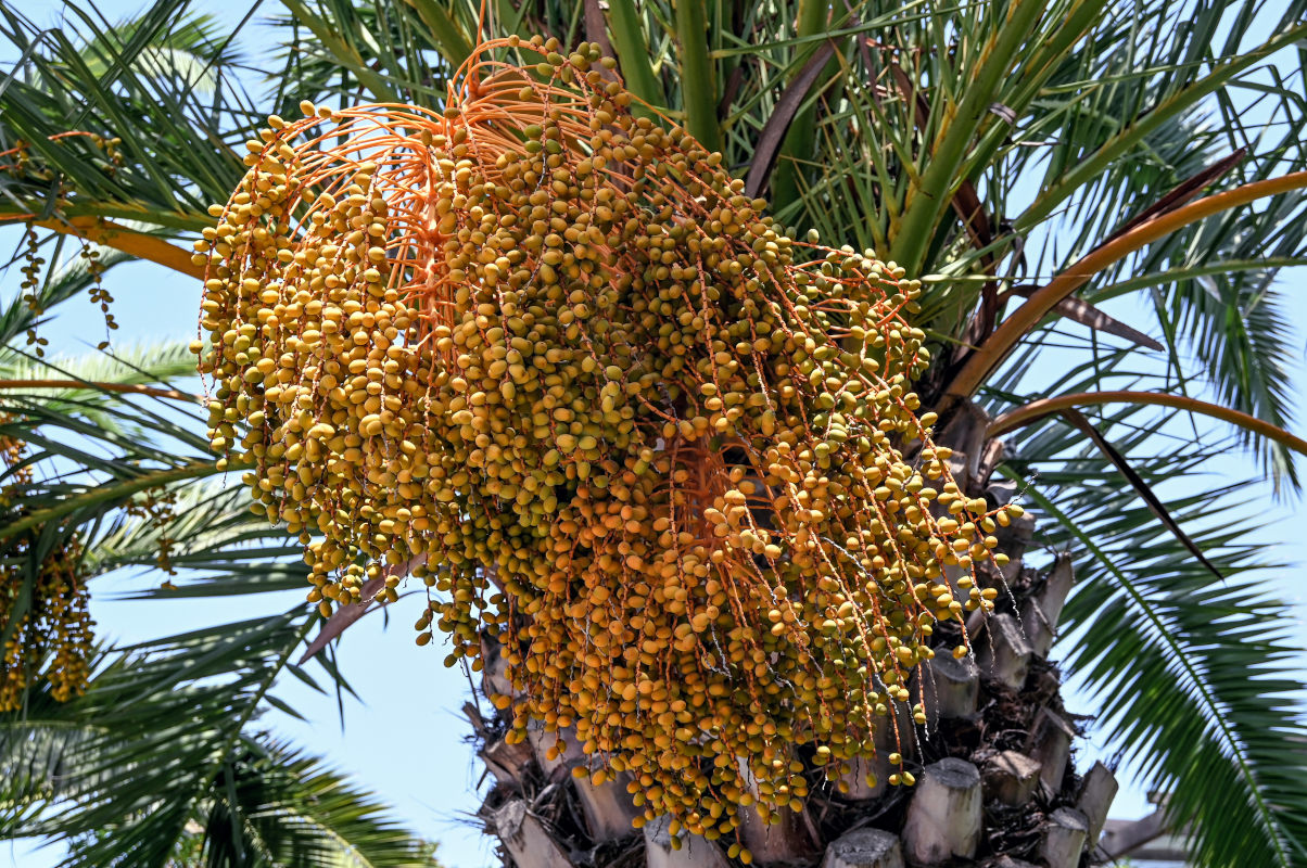 Изображение особи Phoenix canariensis.