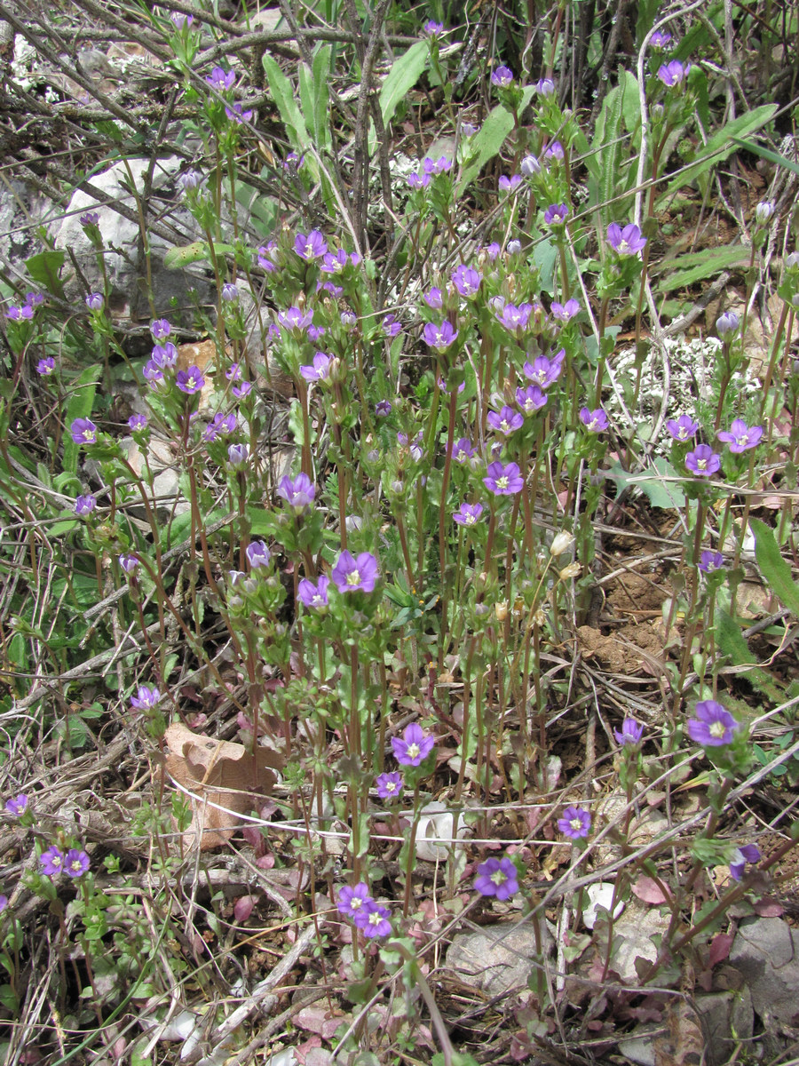 Изображение особи Legousia hybrida.