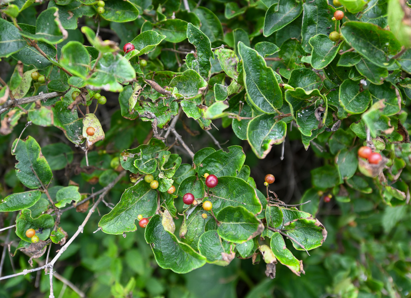 Изображение особи Lonicera ruprechtiana.