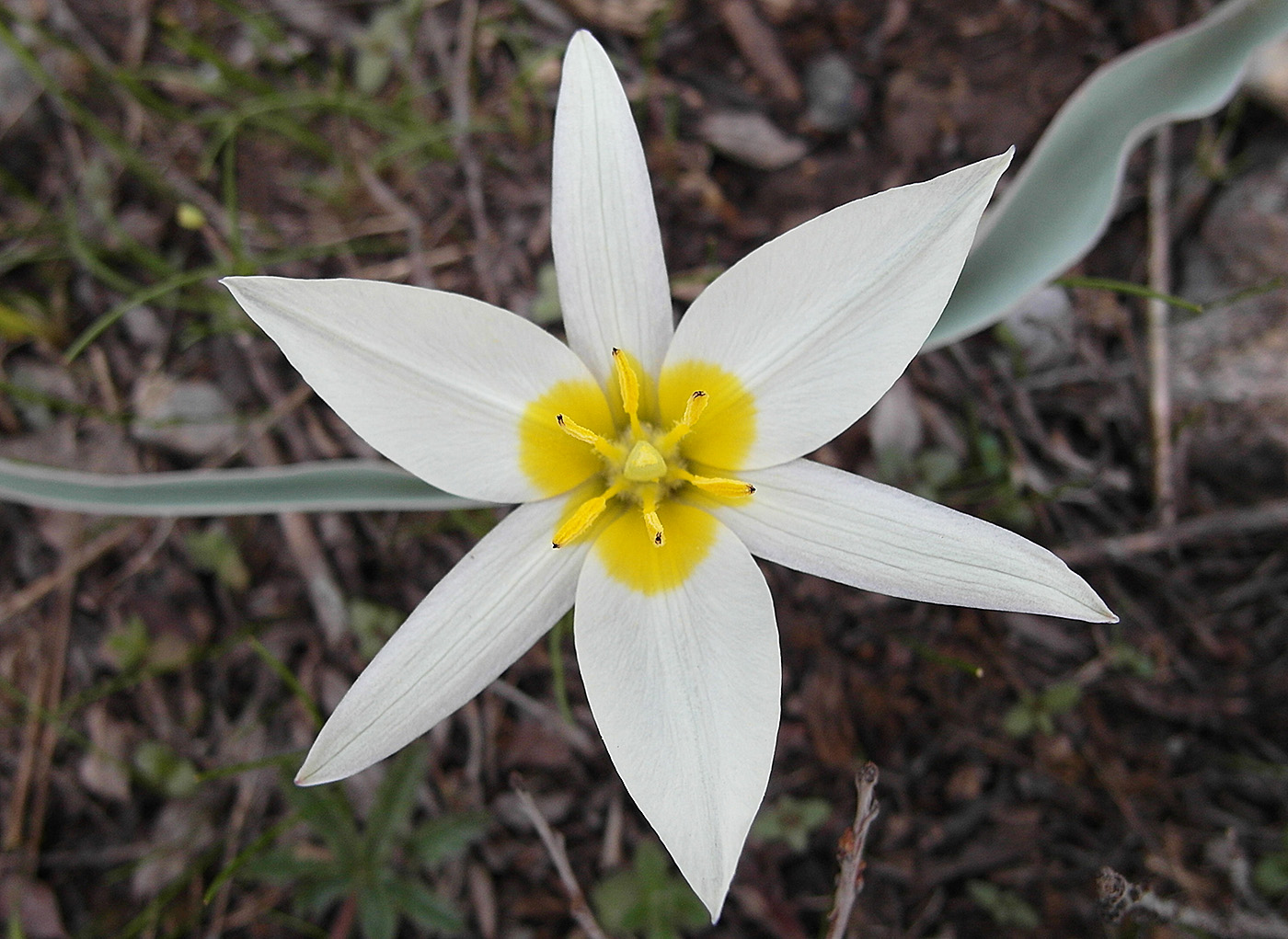 Изображение особи Tulipa turkestanica.