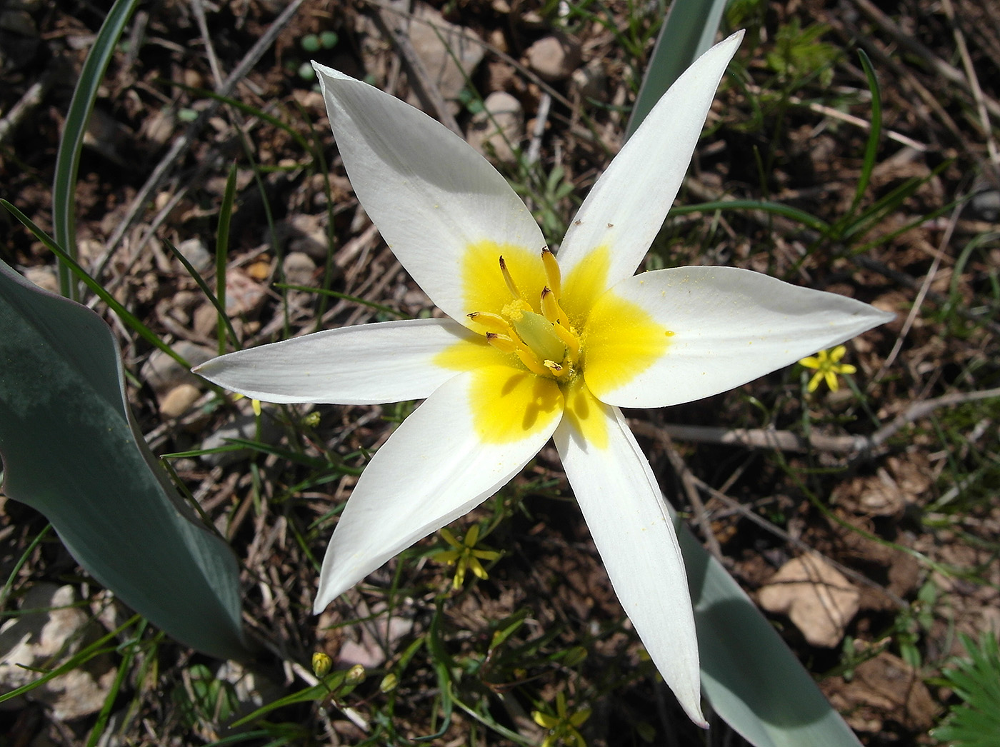 Image of Tulipa turkestanica specimen.