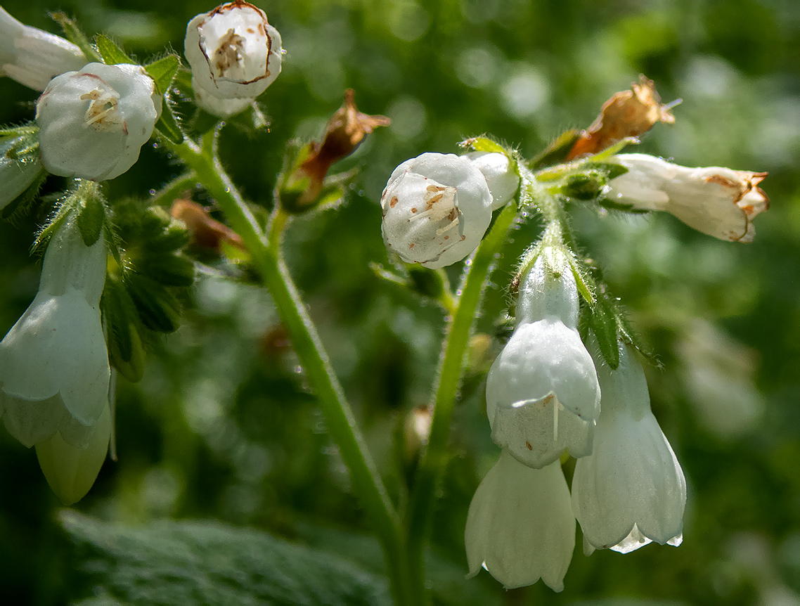 Изображение особи Symphytum tauricum.