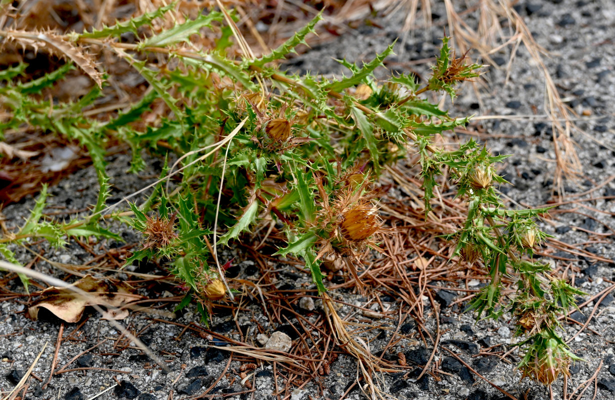 Image of Carlina hispanica specimen.