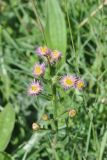 род Erigeron