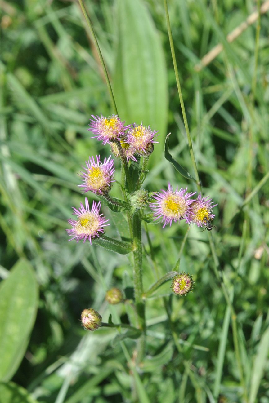 Изображение особи род Erigeron.