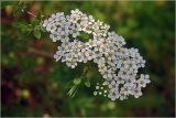 Spiraea × cinerea. Соцветие и верхушки побегов с молодыми листьями. Московская обл., Раменский р-н, окр. дер. Хрипань, садовый участок. 15.05.2026.