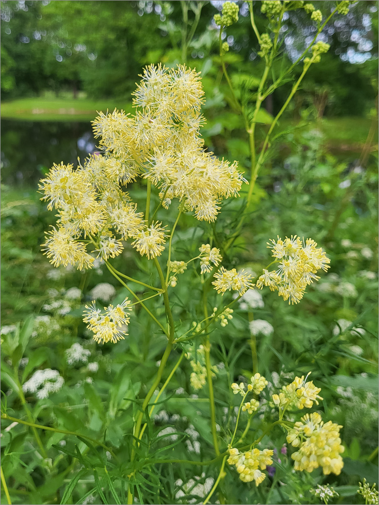 Image of Thalictrum lucidum specimen.