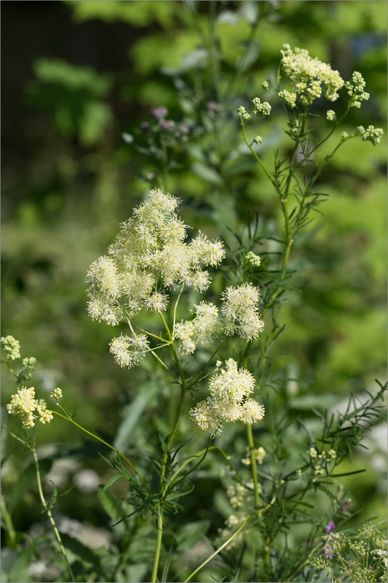 Изображение особи Thalictrum lucidum.