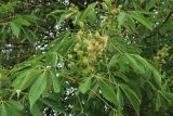 Aesculus glabra. Соплодия с завязавшимися плодами и листья. Ленинградская обл., Гатчинский р-н, пос. Пудость, ул. Половинкиной. 10.06.2026.