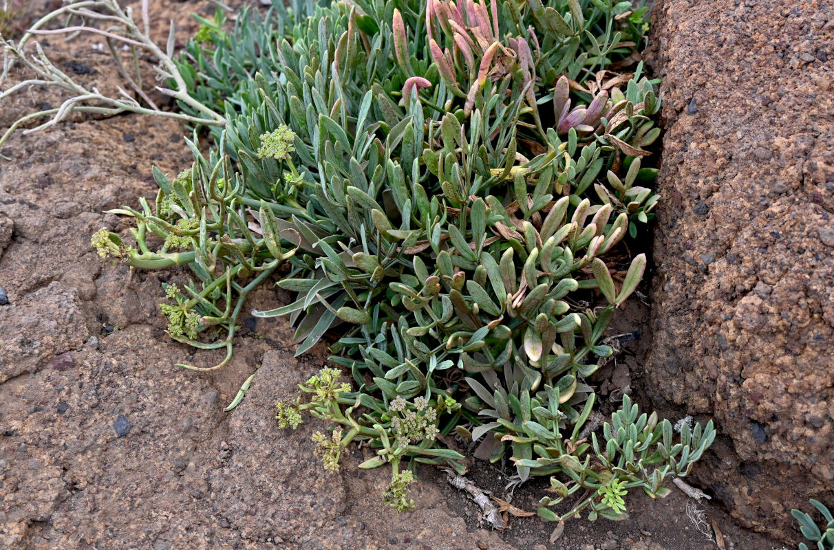 Изображение особи Crithmum maritimum.