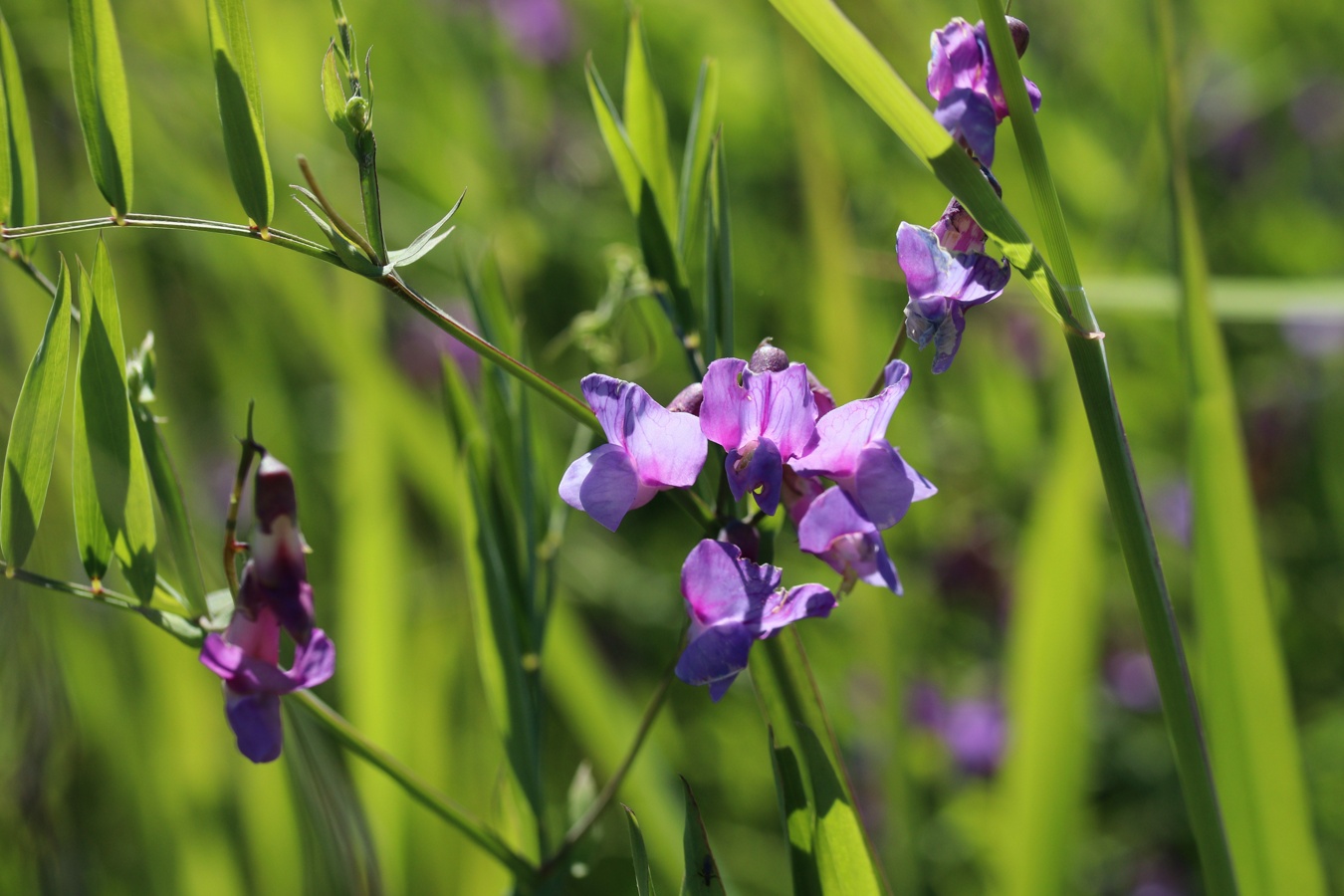 Изображение особи Lathyrus palustris.