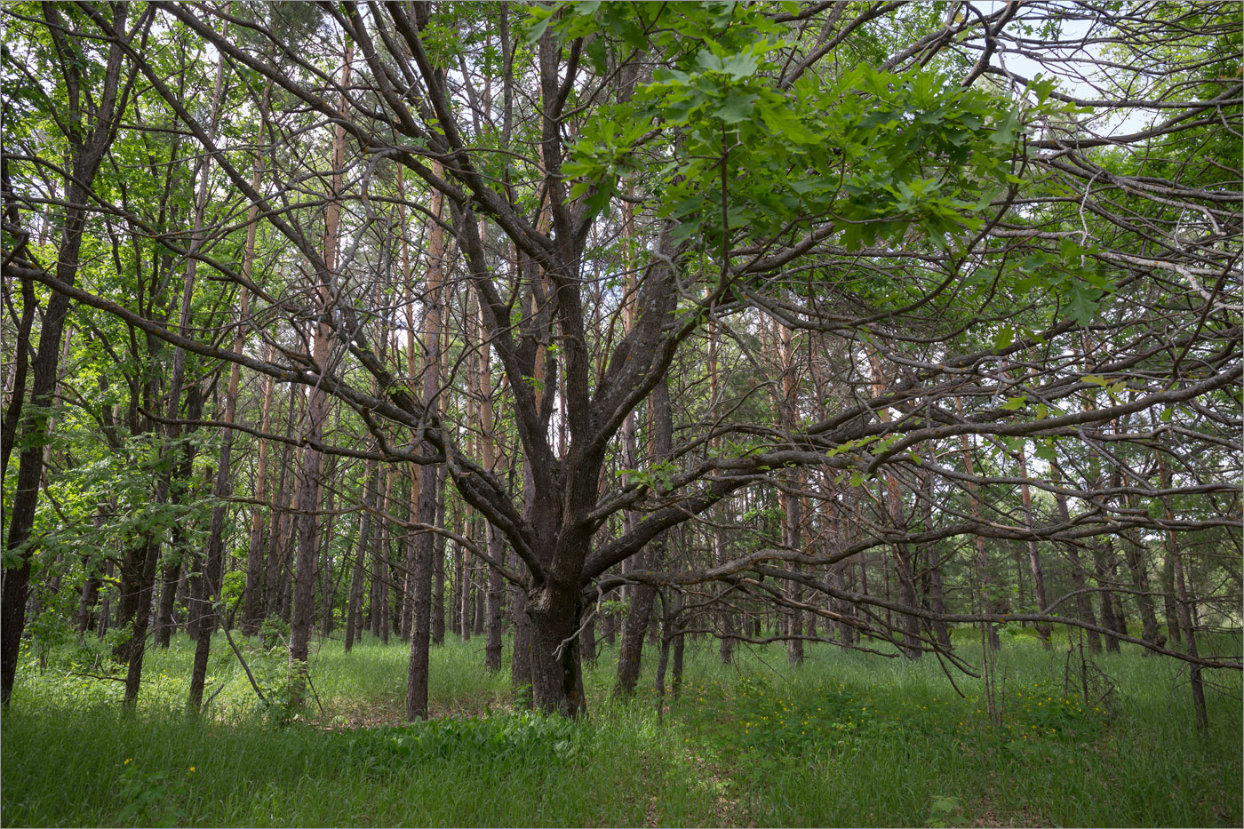 Изображение особи Quercus robur.