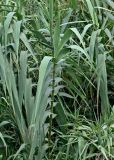 Arundo donax. Верхушка побега вегетирующего растения. Португалия, о-в Мадейра, окр. пос. Порту-Мониш, каменистый склон. 19.08.2025.