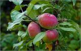 Malus domestica. Незрелые плоды. Московская обл., Раменский р-н, окр. дер. Хрипань, садовый участок. 18.08.2026.