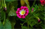 Convolvulus tricolor