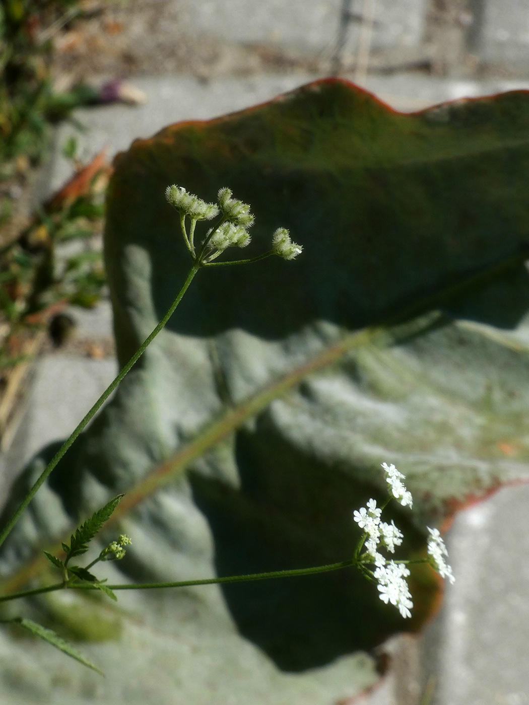 Image of Unknown species specimen.