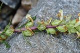 genus Pedicularis. Часть отцветшего соцветия. Турция, ил Артвин, р-н Юсуфели, левый берег р. Бархал-Чайи над порогом, выс. 1800 м н.у.м., скальная полка. 14 июня 2026 г.