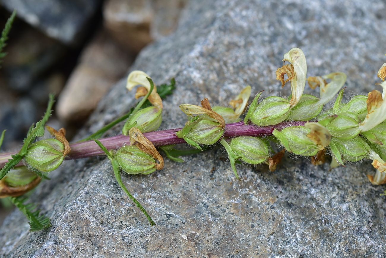 Image of genus Pedicularis specimen.