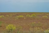 Ferula caspica