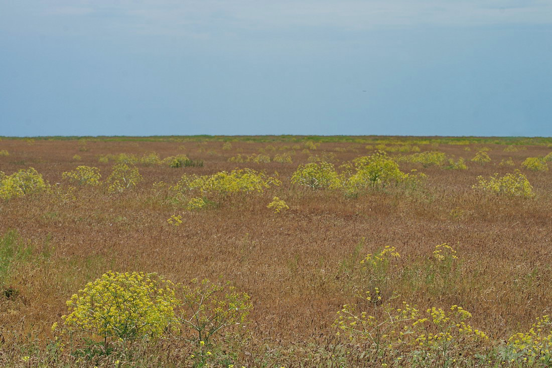 Image of Ferula caspica specimen.