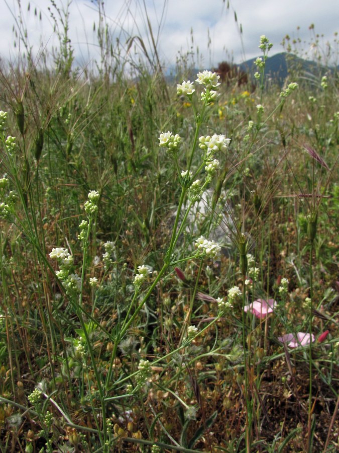 Image of Galium biebersteinii specimen.
