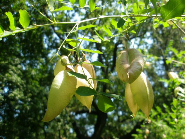 Изображение особи Colutea arborescens.