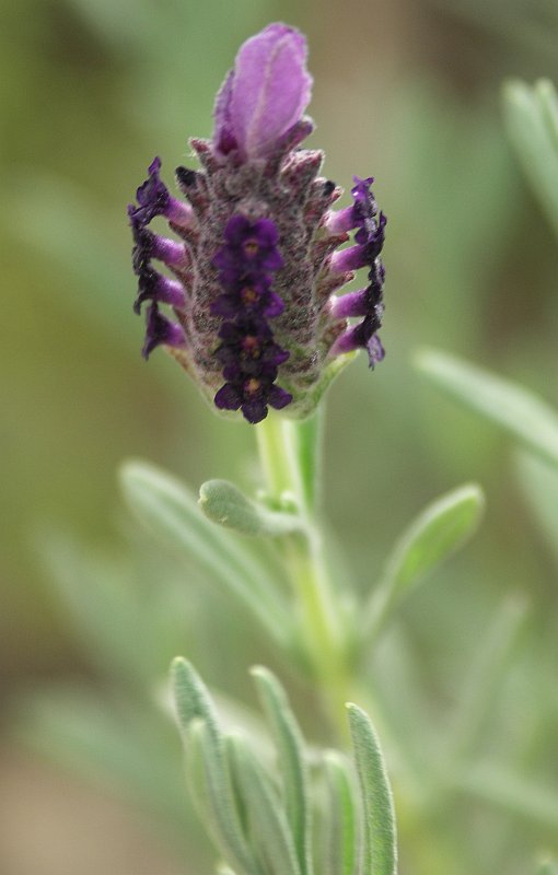 Image of Lavandula stoechas specimen.