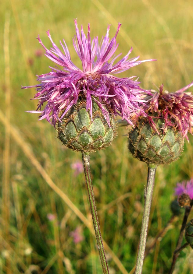 Изображение особи Centaurea apiculata.