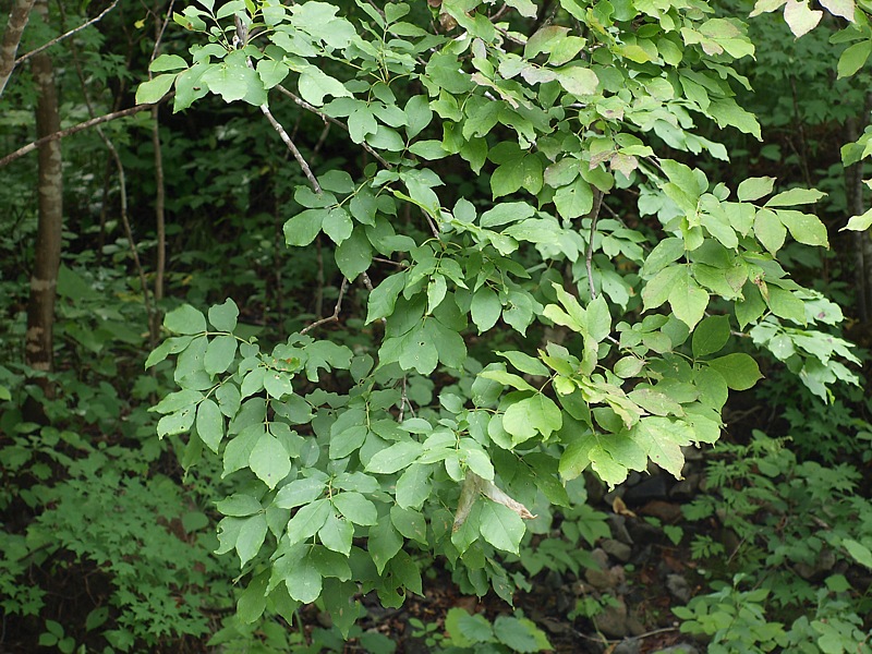 Image of Fraxinus rhynchophylla specimen.