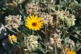 Calendula officinalis