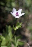 Anemone tschernaewii. Цветущее растение. Таджикистан, склоны гор Рангон, высота ~1300 м. н.у.м. 13.04.2011.