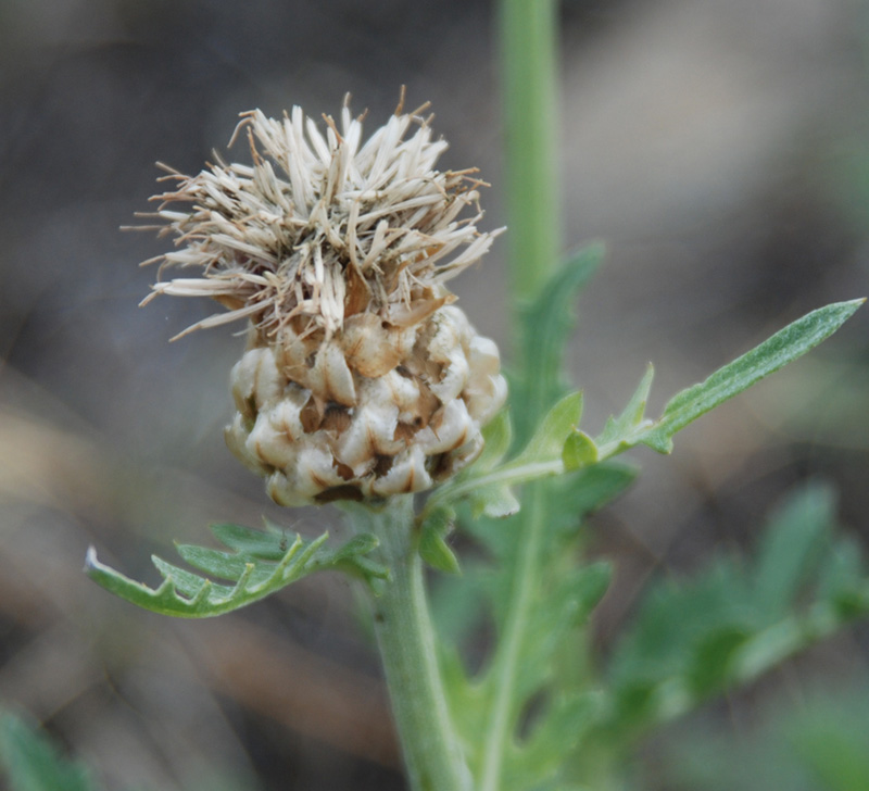 Image of Stemmacantha uniflora specimen.