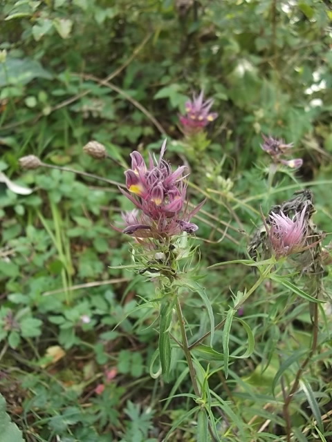 Image of Melampyrum arvense specimen.